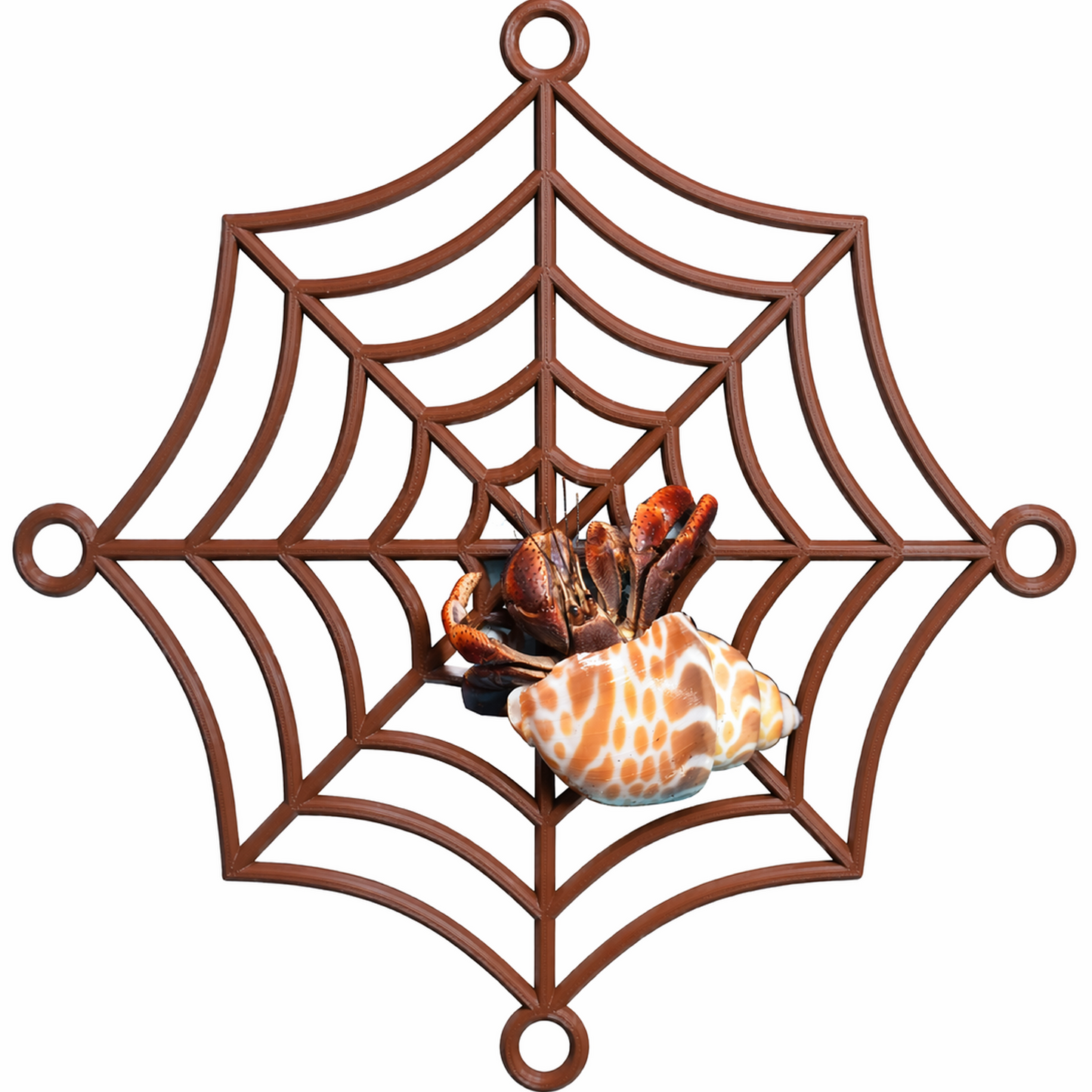 Hermit Crab Spider-Web Climbing Platform