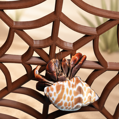 Hermit Crab Spider-Web Climbing Platform