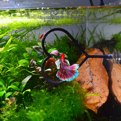 Heart Ring For Betta Fish Trainning