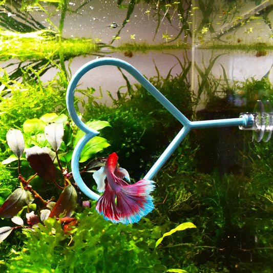 Heart Ring For Betta Fish Trainning