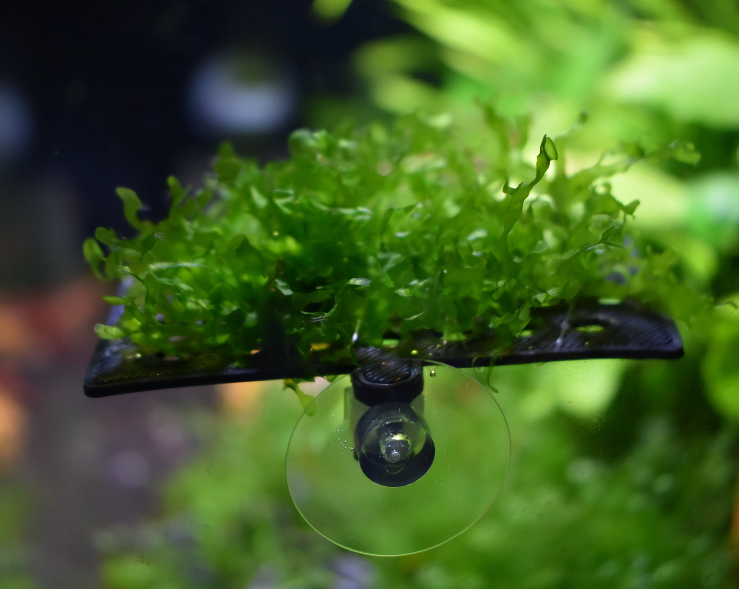 Aquarium Moss Ledge Holder