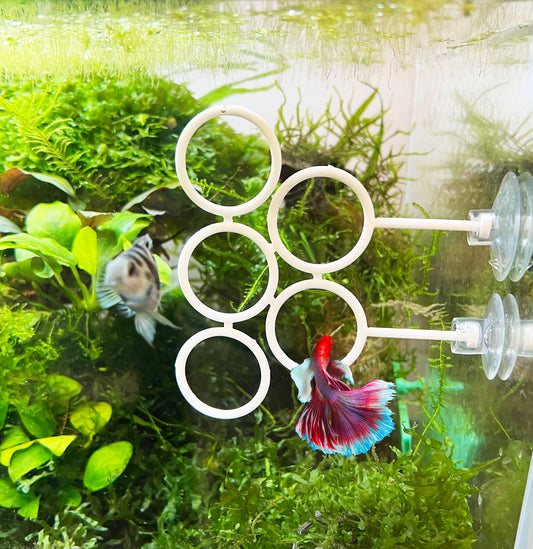 Olympic Ring For Betta Fish Trainning with Sunction Cups