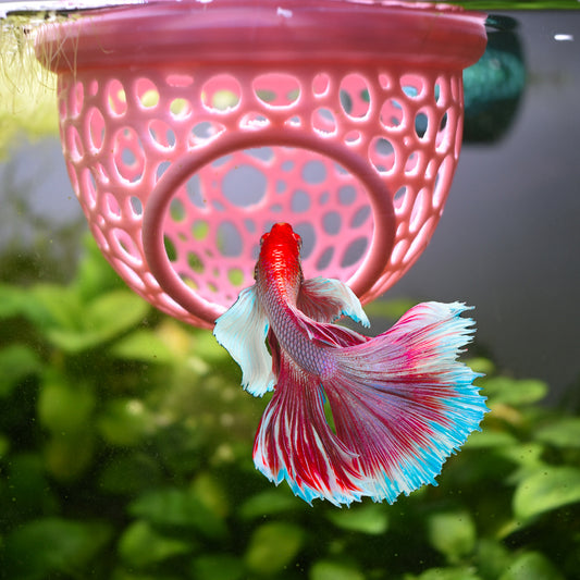 Floating Betta Hide - Betta Fish Feeder