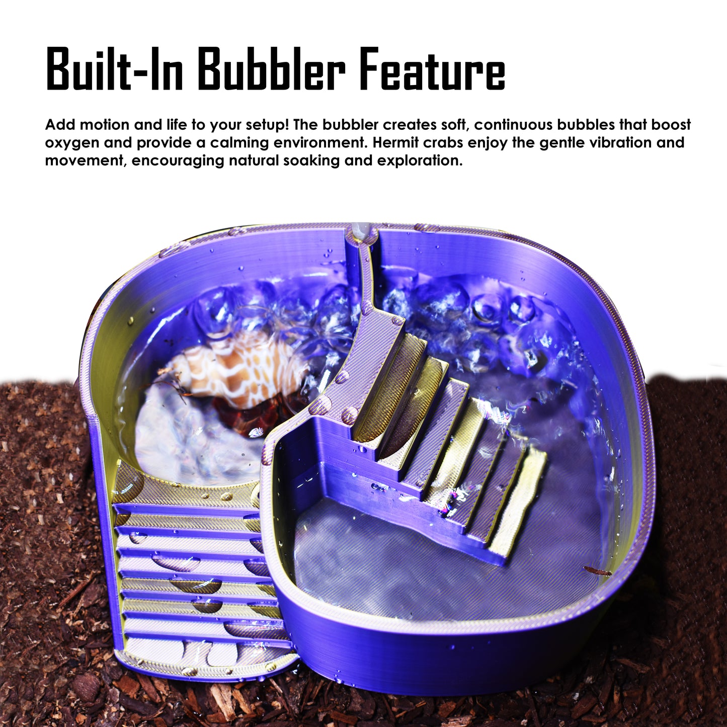 Dual Zone Bubbler Hermit Crab Swimming Pool