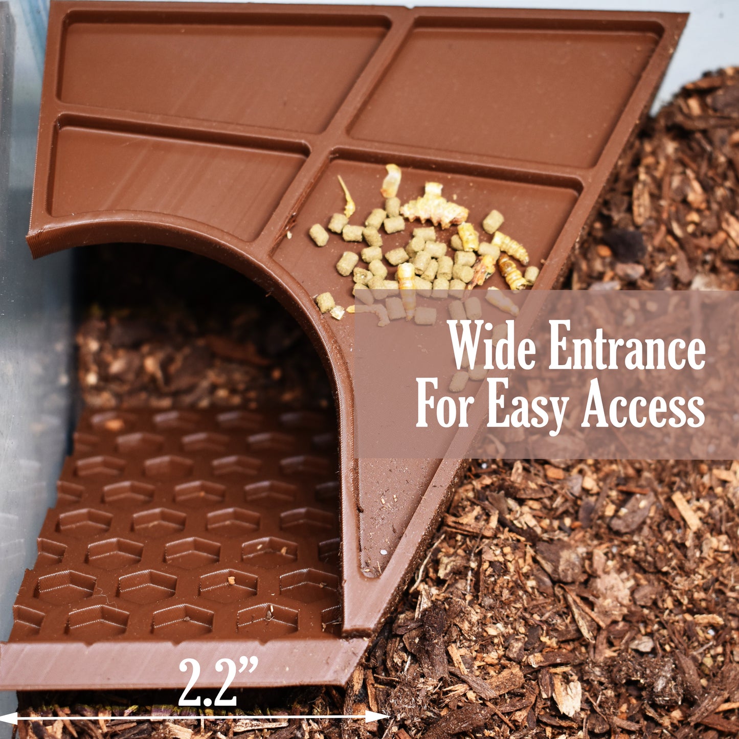 Underground Hermit Crab Tunnel