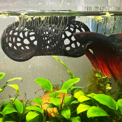 Floating Betta Tunnel For Betta Training
