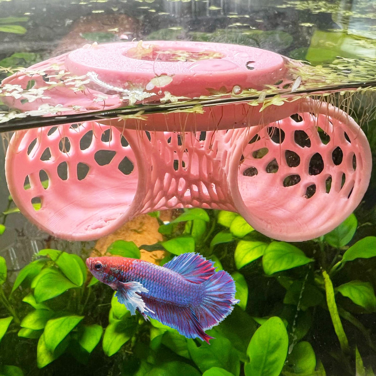 Floating Betta Tunnel For Betta Training