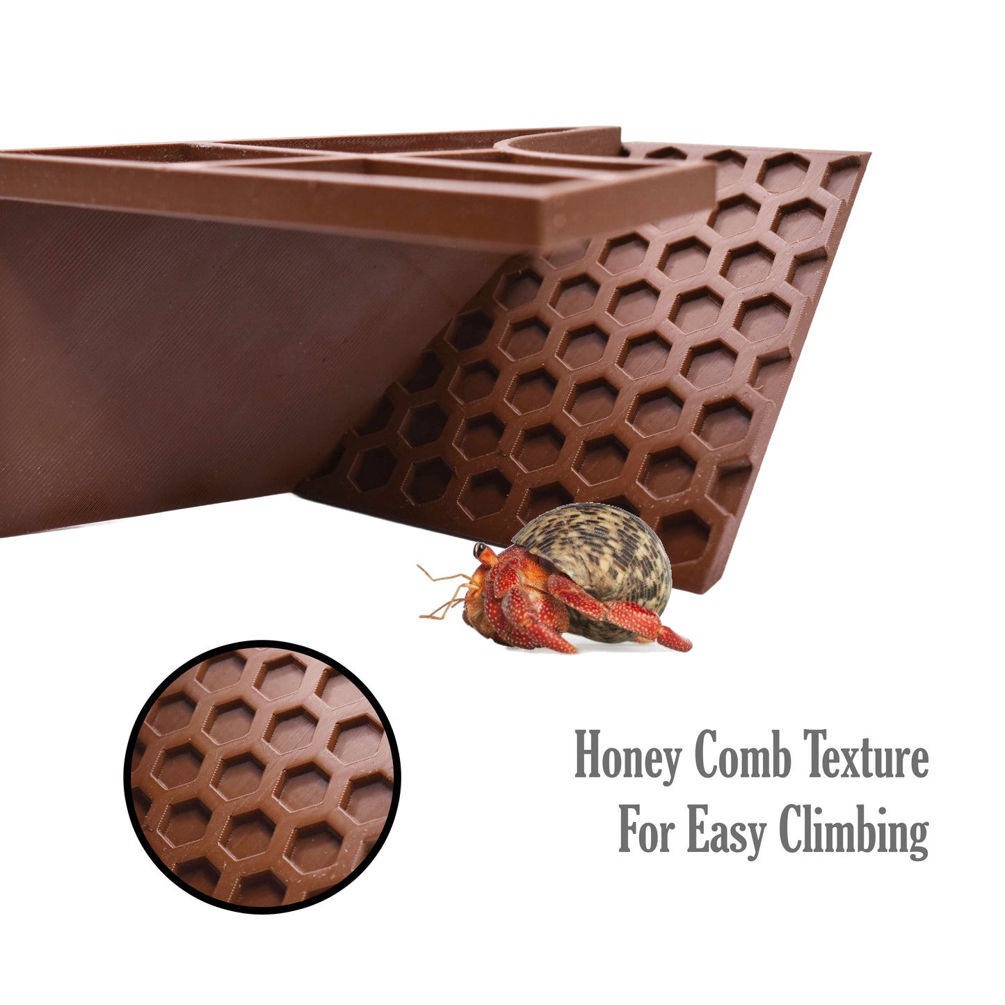 Underground Hermit Crab Tunnel