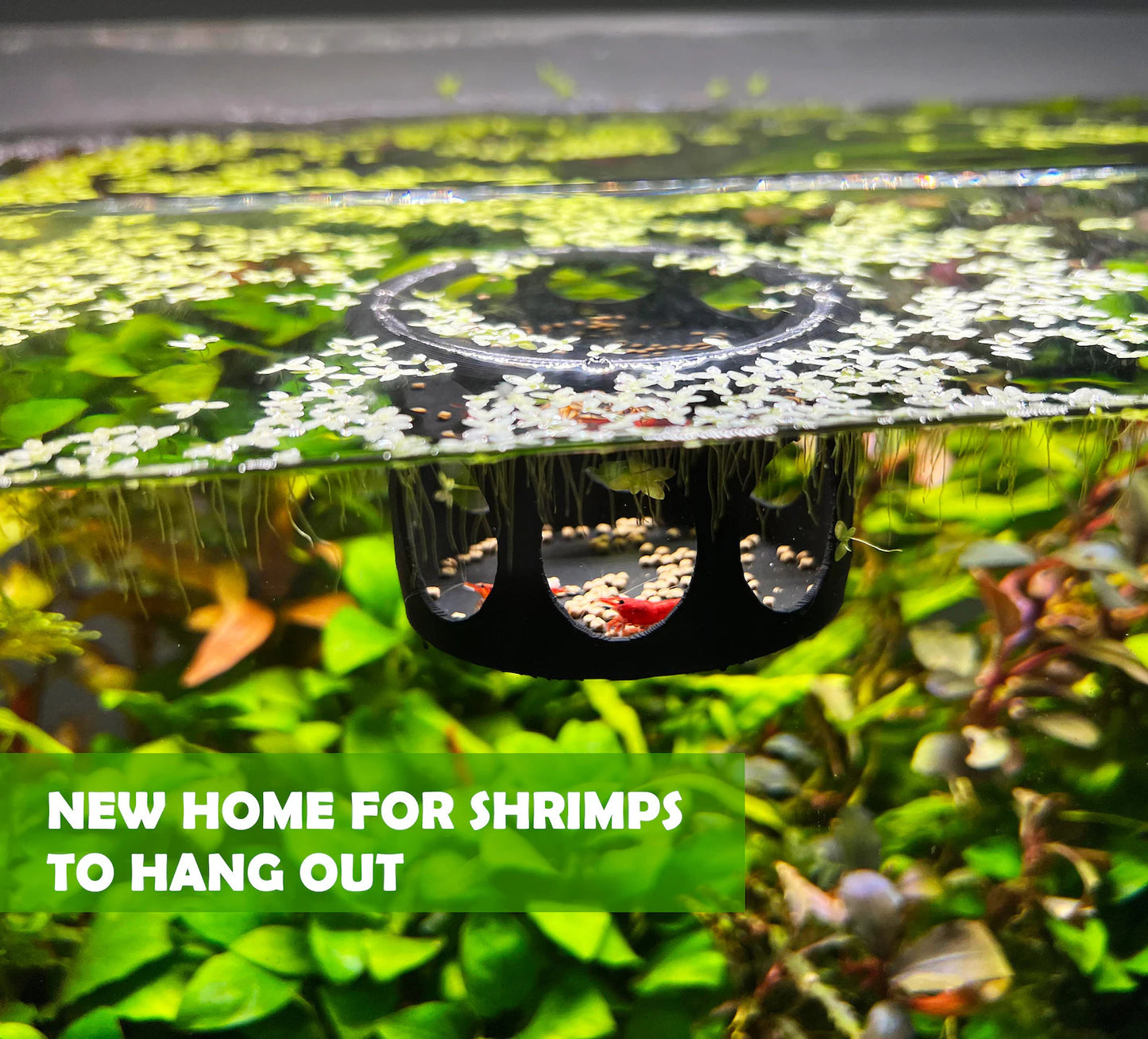 Floating Gazebo Shrimp Feeder