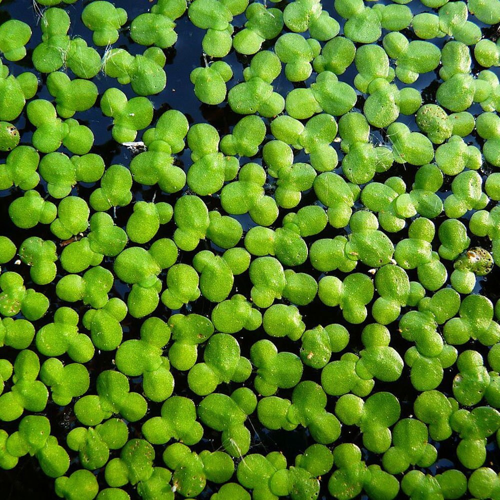 Live Duckweed Aquarium Floating Plant