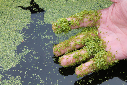 Live Duckweed Aquarium Floating Plant