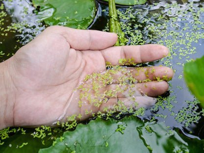 Live Duckweed Aquarium Floating Plant