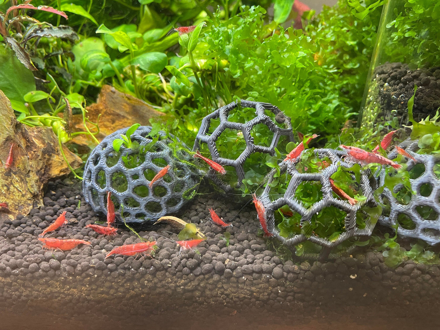 Aquarium Moss Holder (Pack of 3)