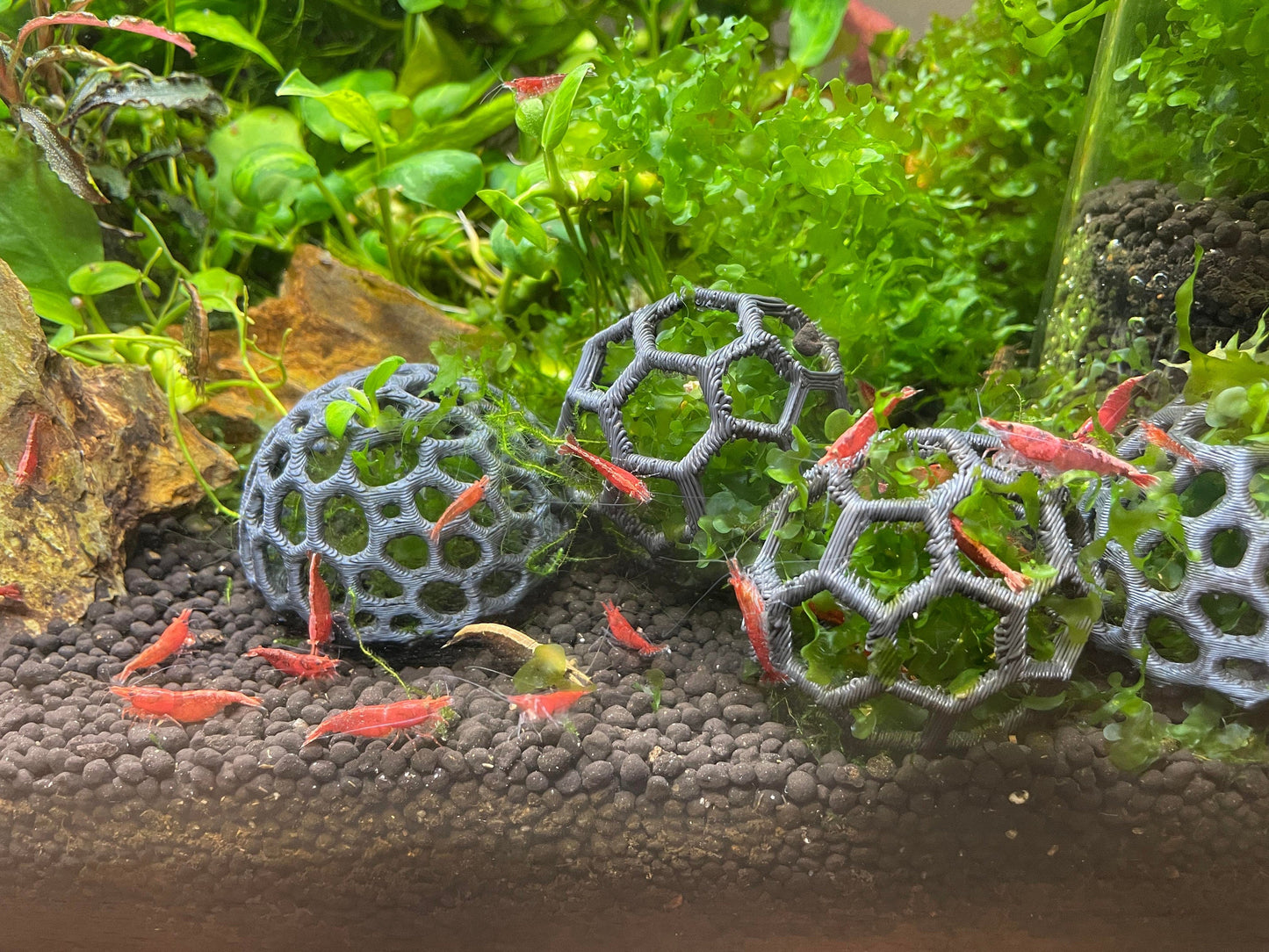 Aquarium Moss Holder, Fish Tank Decor, Perfect for Shrimp and Betta Tank, Set of 3, Aquarium Safe Plastic, Made in Canada and Fast Shipping.