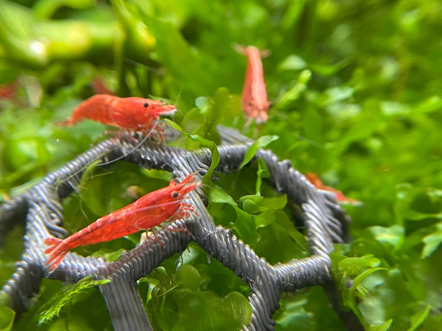 Aquarium Moss Holder (Pack of 3)