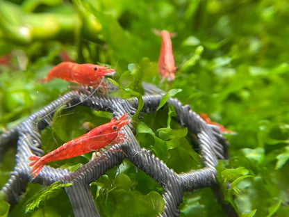 Aquarium Moss Holder (Pack of 3)