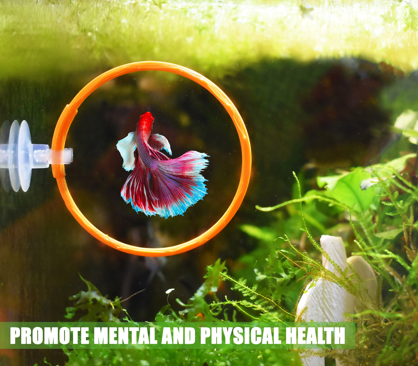 Olympic Ring For Betta Fish Trainning. 3D Printed Betta Excercise Loop. Betta Loop For Aquarium Decor. Fast Shipping From Canada.