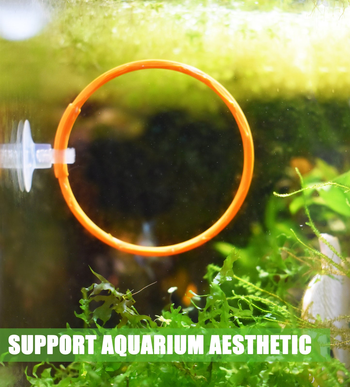 Olympic Ring For Betta Fish Trainning. 3D Printed Betta Excercise Loop. Betta Loop For Aquarium Decor. Fast Shipping From Canada.