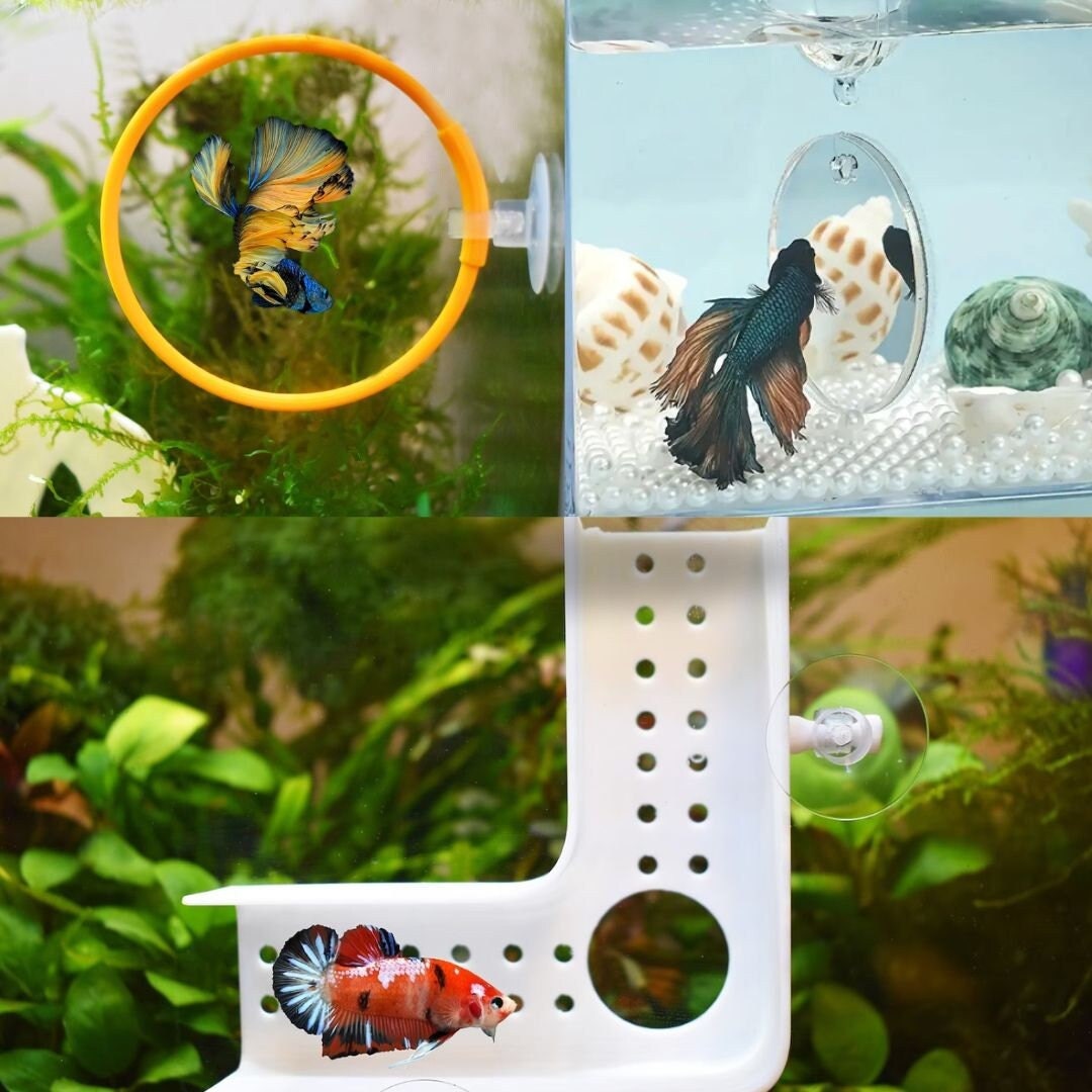Betta Fish Training Set, Betta Tunnel - Olympic Ring - Mirror, Pack of 3