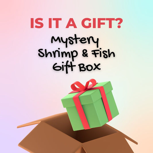 Mystery Holiday Gift Box For Aquarium. Fish & Shrimp Box. Secret Box For Gifting. Wrapped Gift Box For Holiday.