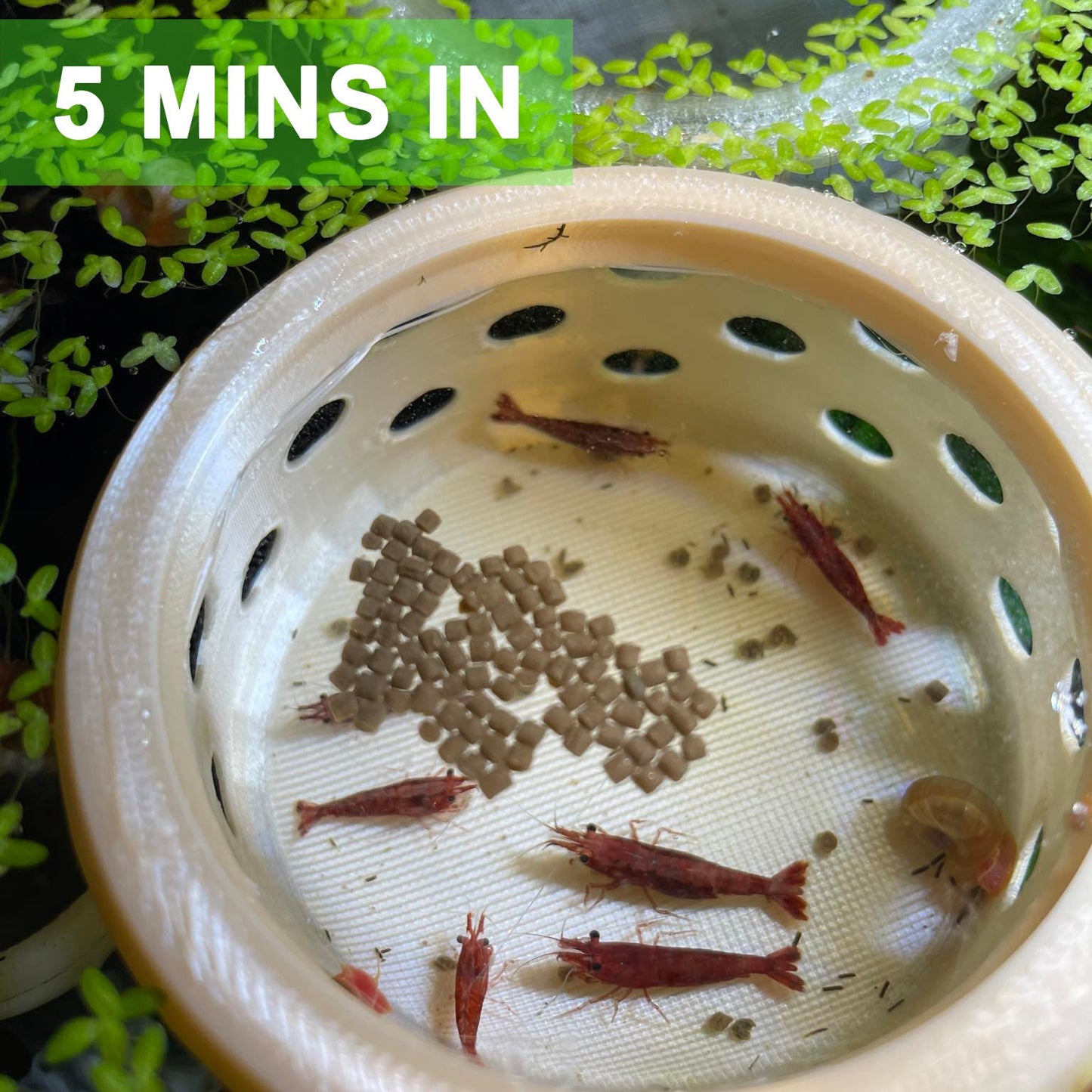 Floating Feasts Gazebo for Shrimp and Snail