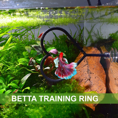 Valentine's Day Olympic Ring For Betta Fish Training