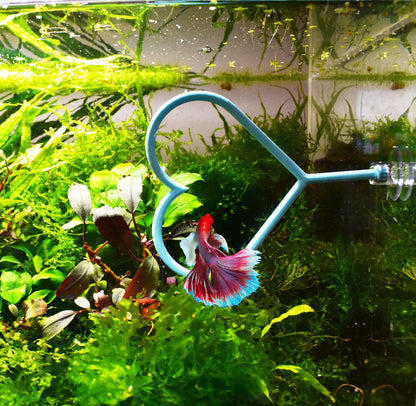 Valentine's Day Olympic Ring For Betta Fish Training