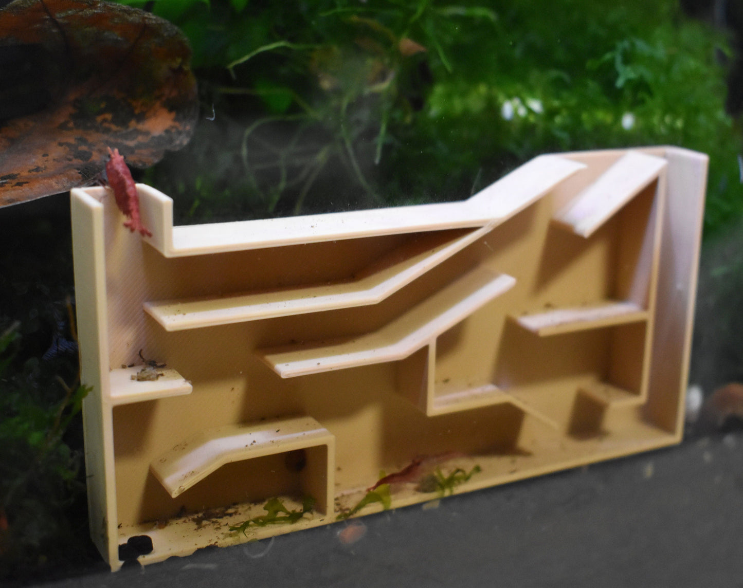 Aquarium Shrimp Maze with Multiple Rooms