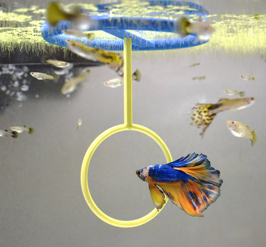 Active Betta Training Floating Ring. 3D Printed Betta Excercise Loops. Colorful Betta Loops For Aquarium Decor. Betta Feeding Ring.