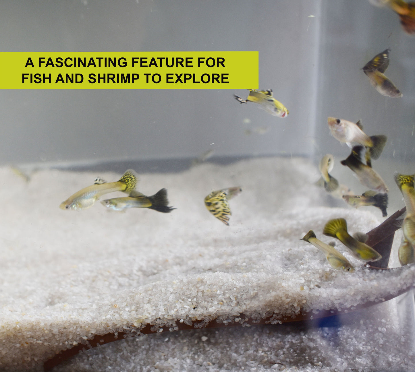 Underground Fish and Shrimp Corner Tunnel