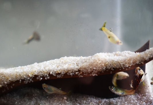 Underground Tunnel Cave for Pleco, Cory and Kuhli