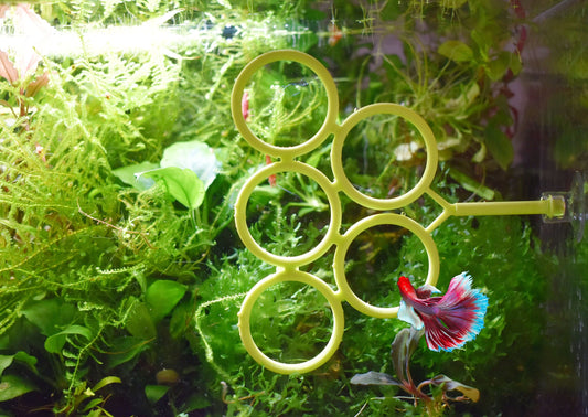 Olympic Ring For Betta Fish Trainning