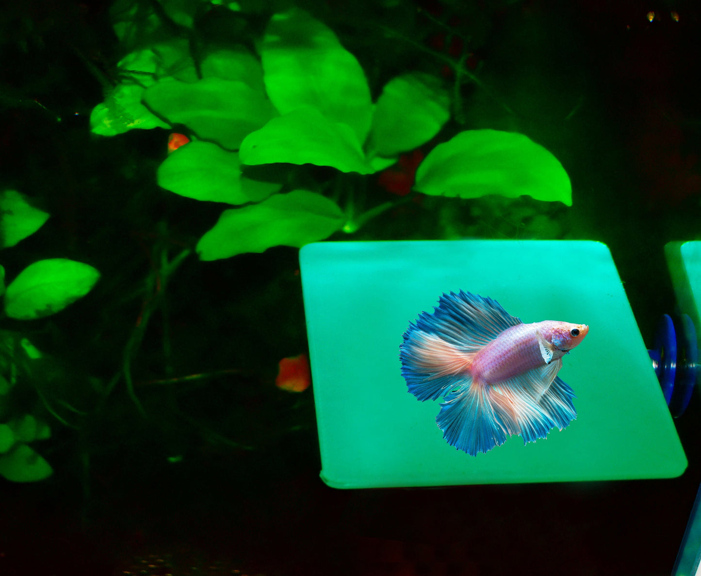 Large Rest Ledge For Betta Relaxation