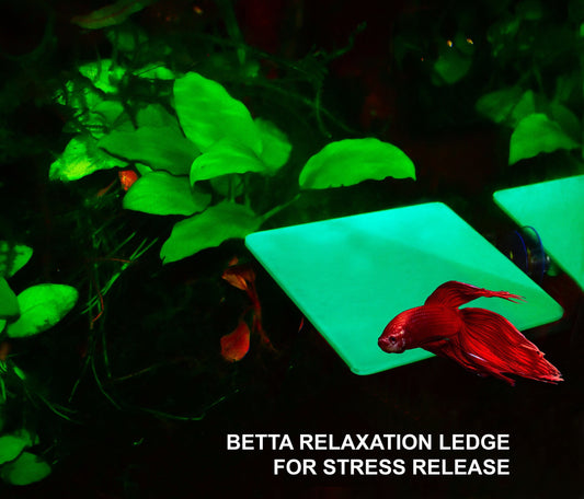 Large Rest Ledge For Betta Relaxation. Large Surface For Betta to Chill and Sleep. For Healthy & Stress Free Betta. High Quality 3D Printed.