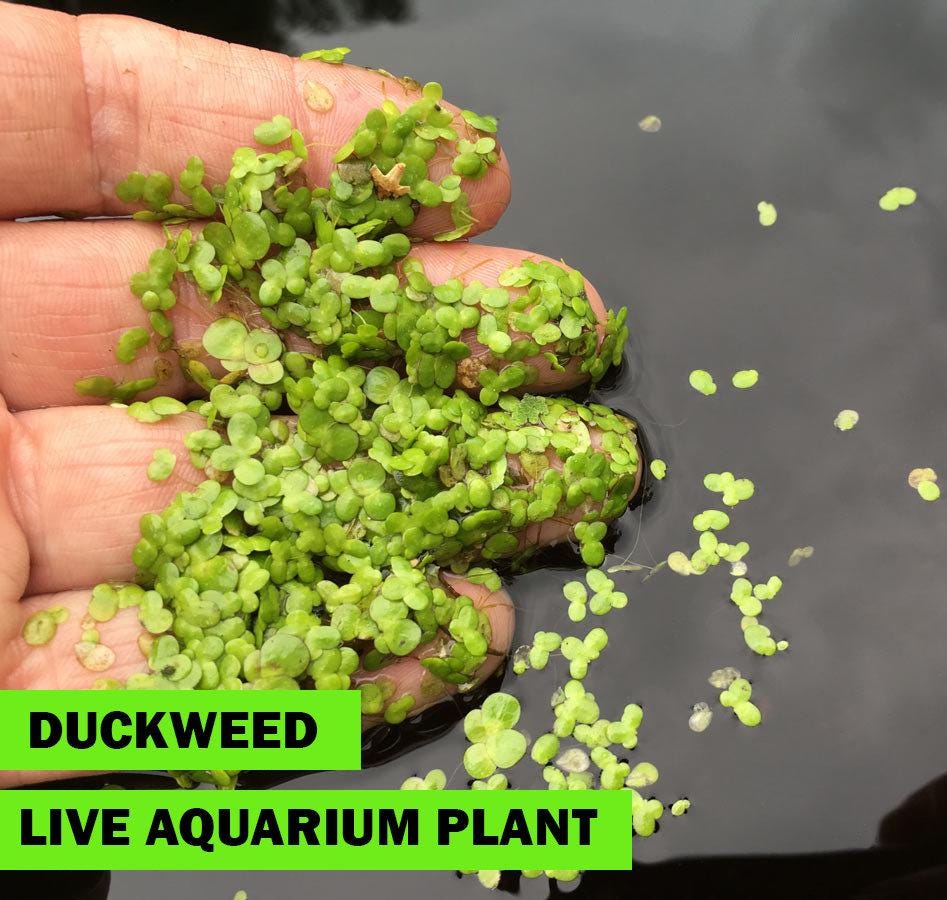 Live Duckweed Aquarium Floating Plant