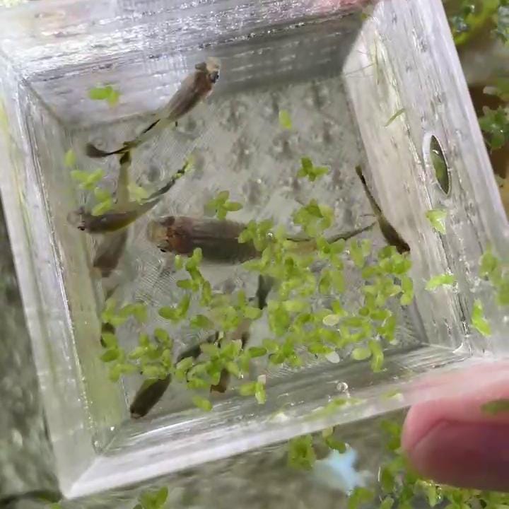 Aquarium Mini Breeder Box for Fish and Shrimp with Suction Cup, Breeder Box and Hatcheries to Separate Fish from Predator, Easy to Install