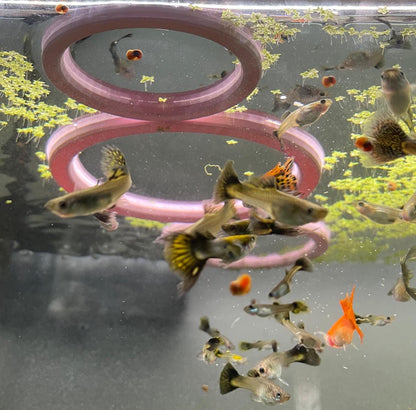 Aquarium Fish Feeding Ring