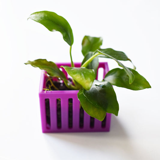 Aquarium Mini Plant Holders with Suction Cup