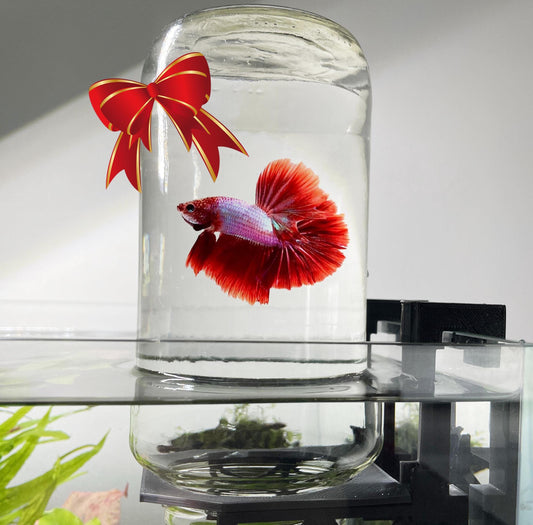 Inverted Betta Tank Holder. Panoramic View for Betta Fish.