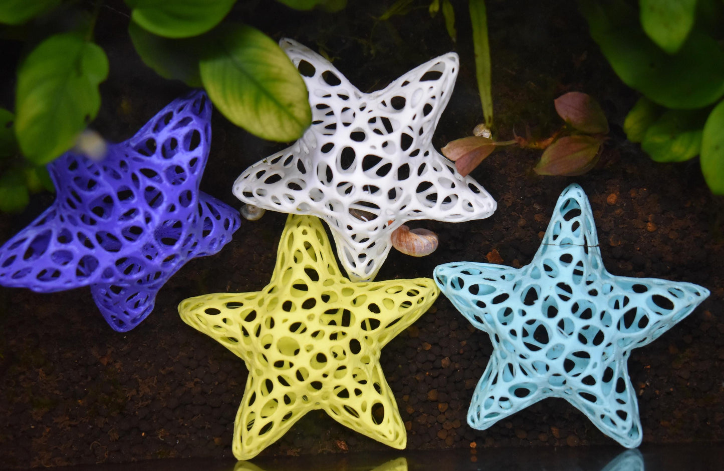 Aquarium Starfish Shrimp Dome