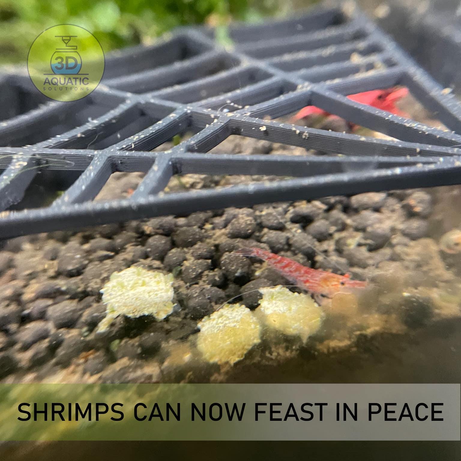 Spider Corner Shrimp Guard To Prevent Predator Fish – 3D Aquatic Solutions