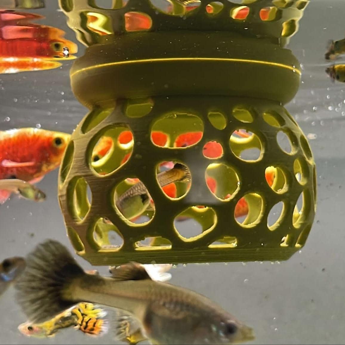 Floating Feeding Gazebo For Shrimps & Fishes. Benefits of Targeted Feeding. Aquatic Dining Experience. Promote Healthy Shrimp Diets.