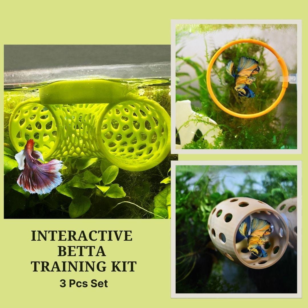 Interactive Betta Training Kit For Beginner