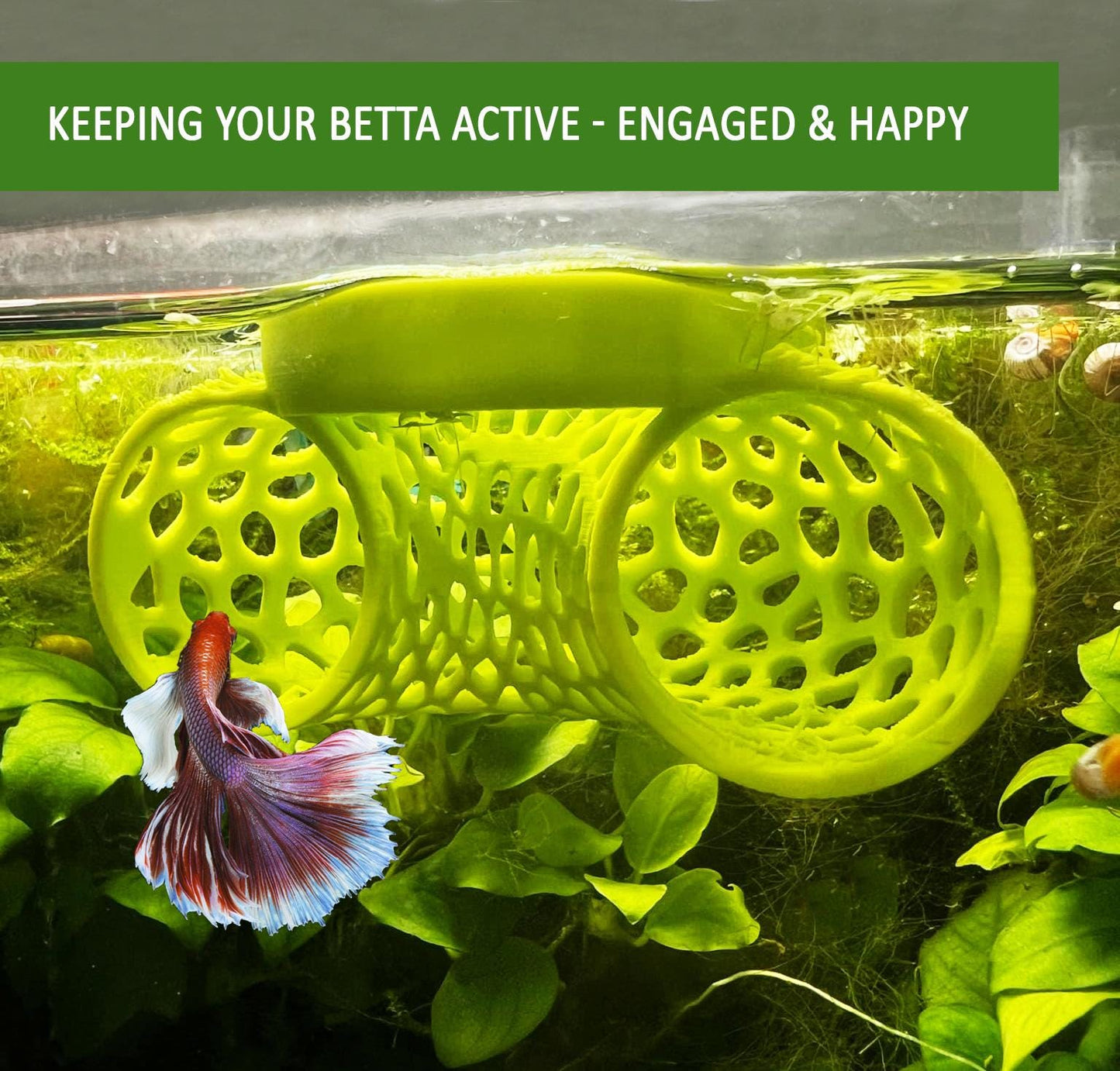 Interactive Betta Training Kit For Beginner