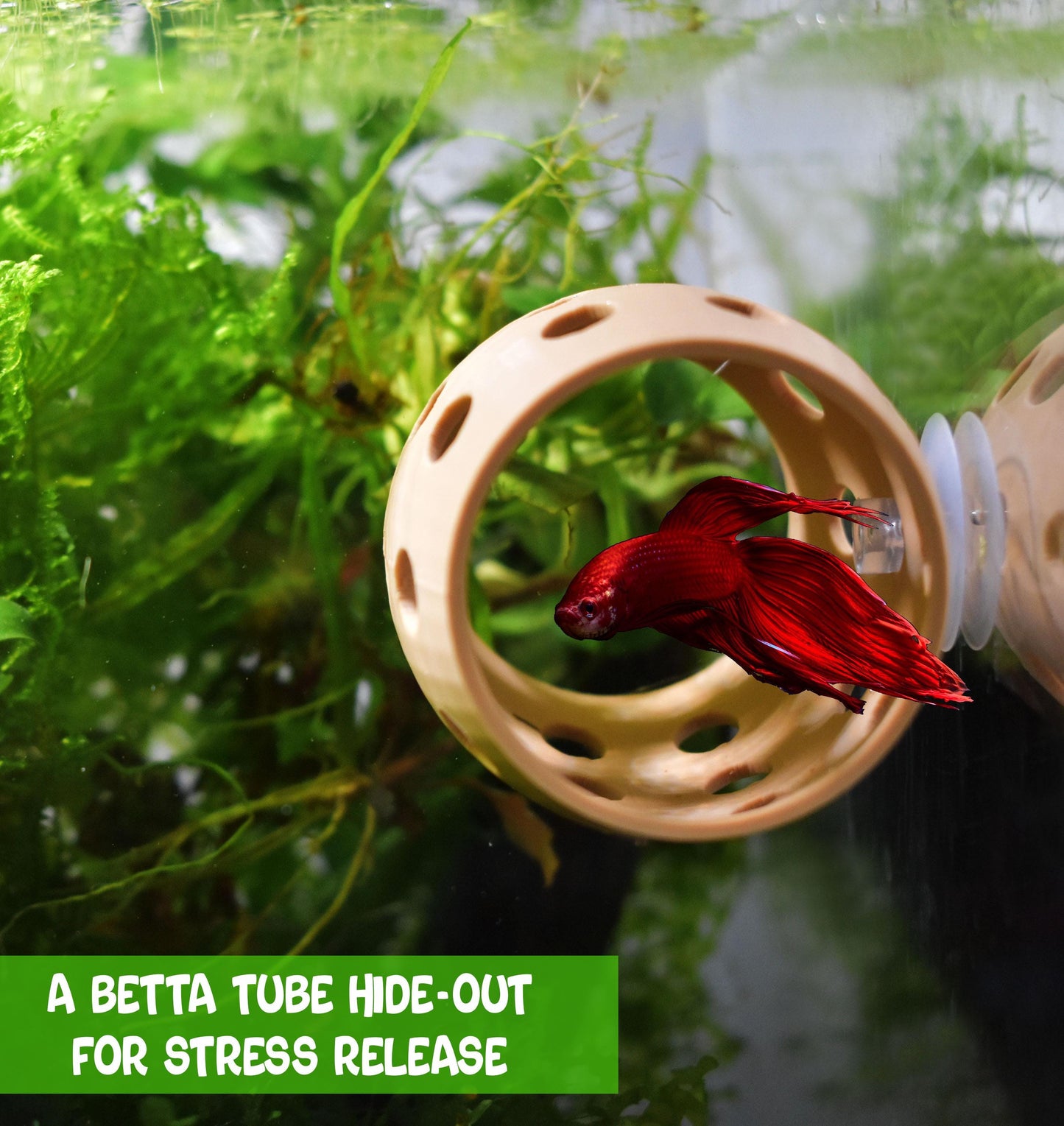 Interactive Betta Training Kit For Beginner