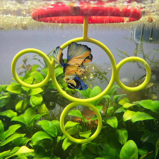 Floating Betta Training Olympic Ring, 4-Ring Style