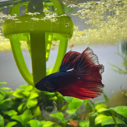 Floating Betta Feeder, Stress Relief, Boredom Reduction, and Clean Feeding for Happier, Healthier Bettas  with Fun, Focused Feeding Sessions