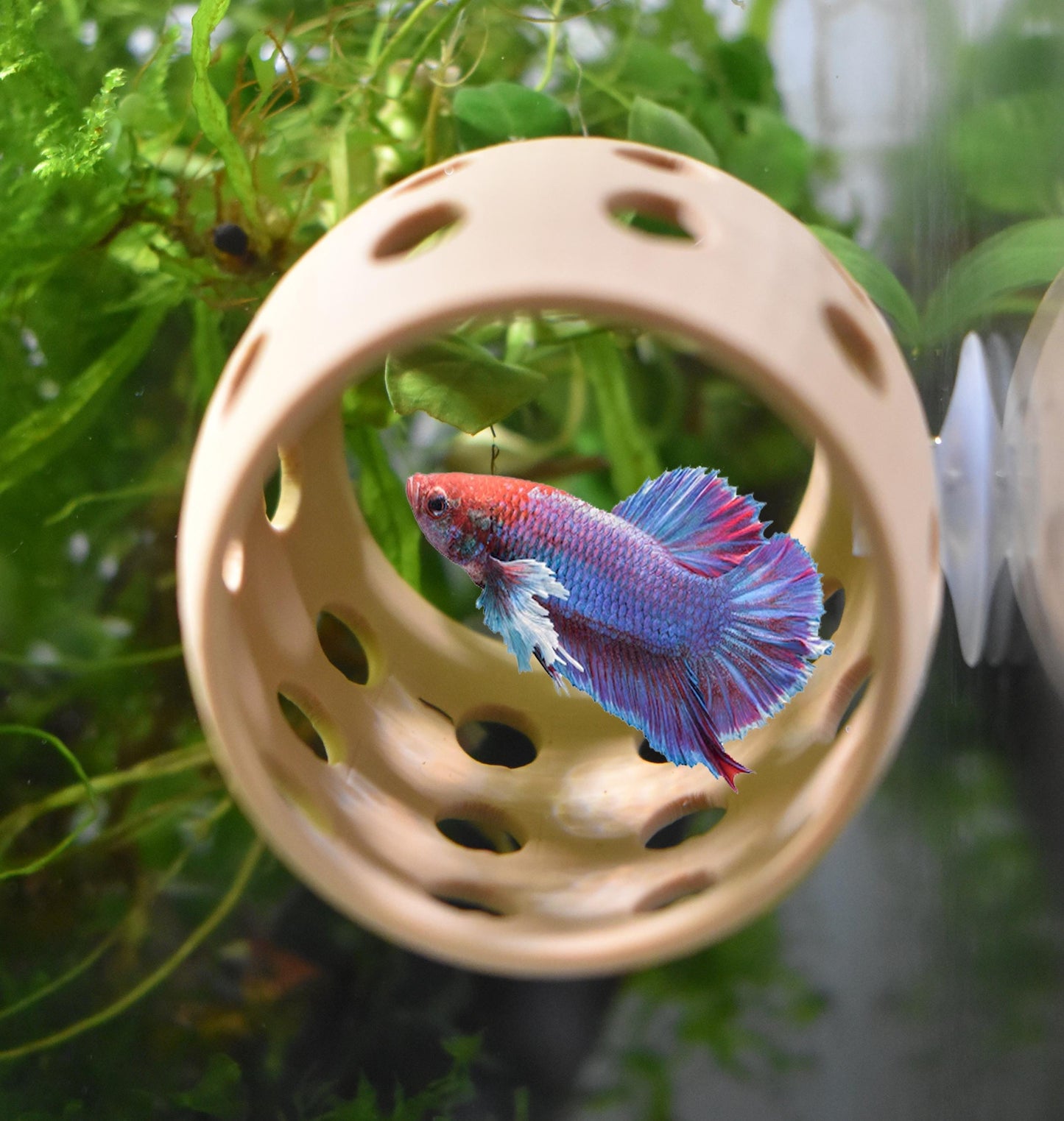 Betta Sleeping & Relaxation Tube. Hideout Tube For Betta to Chill and Sleep. Fun Activities For Your Fish. Betta Hammock. Fish Tank Decor.