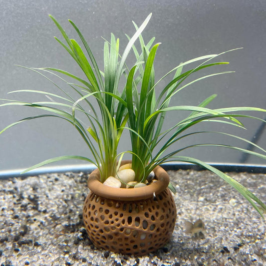 Aquarium Plant Pot Holder