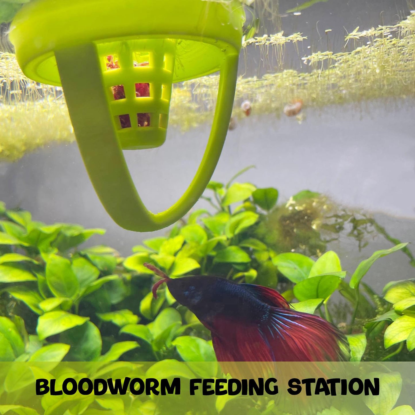 Floating Betta Feeder